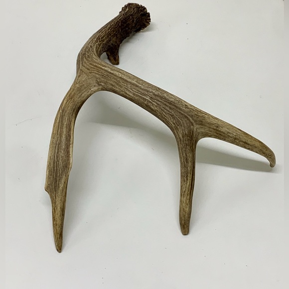 Vintage Upper Peninsula Michigan Deer Antler 12.1oz/344g - Picture 4 of 16